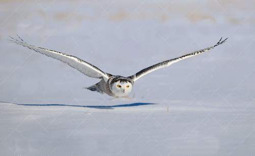 Naam: c14  Witte sneeuwuil.  Clean wing.jpg
Bekeken: 508
Grootte: 8,9 KB