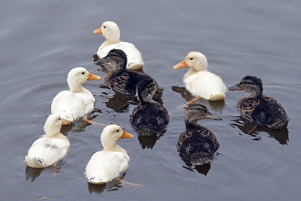 Naam: 212_ducks_20jun18EHAM3.jpg
Bekeken: 567
Grootte: 229,8 KB