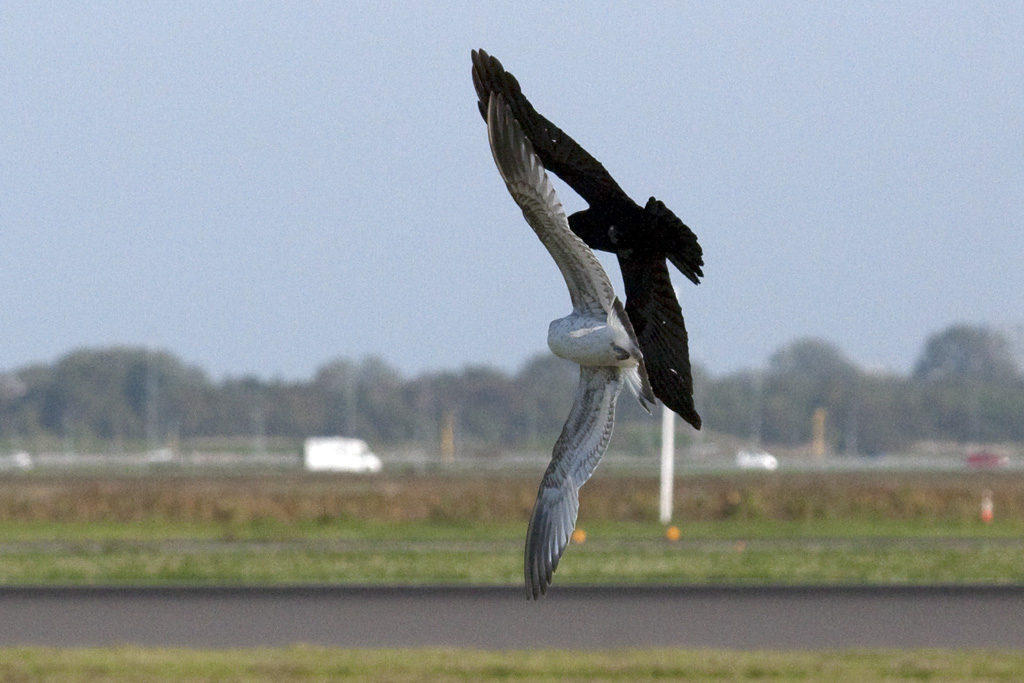 Naam: Patatje_01okt23EHAM2.jpg
Bekeken: 1399
Grootte: 215,3 KB